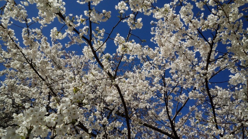 大宝寺乳母桜、見頃ですよ～！